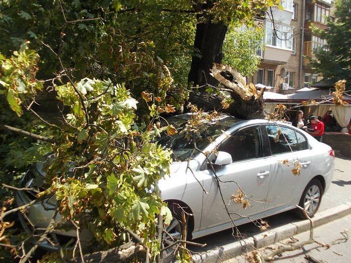 Чому в Києві дерева падають на людей Чому в Києві дерева падають на людей
