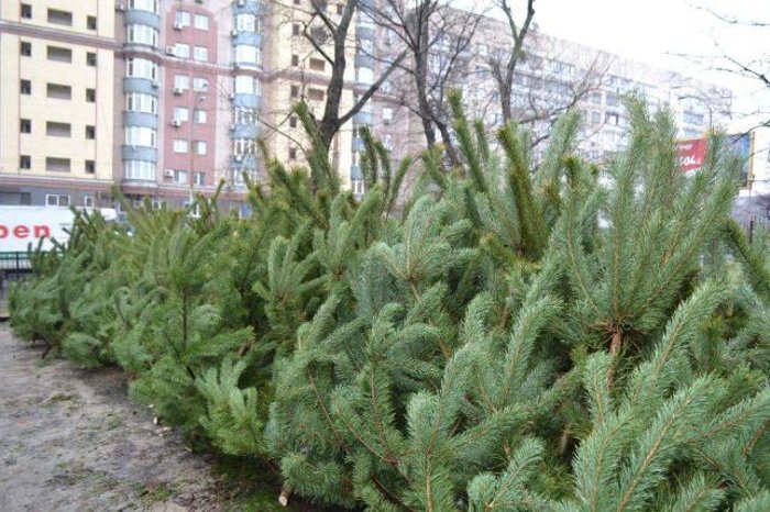 На пользу животным и городу: куда девать елку На пользу животным и городу: куда девать елку